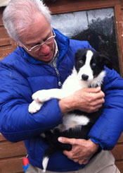 Heath_sheepdog_pup